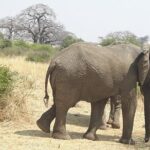Selous Game Reserve, Mikumi And Ruaha National Park, Udzungwa Mountain 10 Days - What Makes This Tour Special?