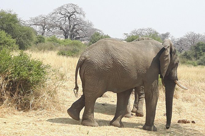 Selous Game Reserve, Mikumi And Ruaha National Park, Udzungwa Mountain 10 Days - What Makes This Tour Special?