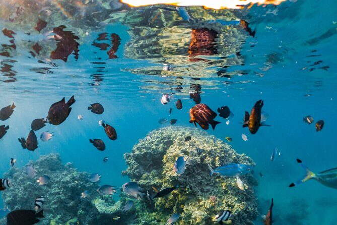 Semi-Submarine, Snorkeling Sea Trip With Transfer  Hurghada - The Itinerary in Detail
