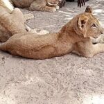 Senegal private tour 8 days 7 nights-minimum 2 people to book it - The Value of This Tour