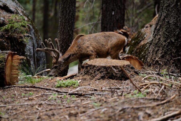 Sequoia National Park: Sherman Tree & Congress Trail Walk - Who Is This Tour Best For?