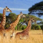 Serengeti 2-Day Safari from Mwanza - Challenges and Considerations