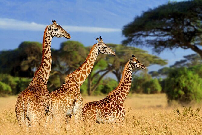 Serengeti 2-Day Safari from Mwanza - Challenges and Considerations