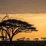 Serengeti Balloon Safari and authentic bush breakfast - Who Will Love This Tour?