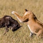 Serengeti national Park, ngorongoro conservation area 3 days two nights - Authentic Experiences and Tips from Past Travelers