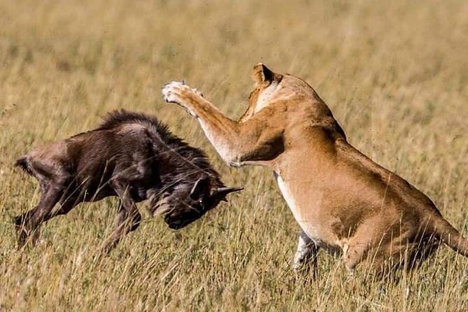 Serengeti national Park, ngorongoro conservation area 3 days two nights - Authentic Experiences and Tips from Past Travelers