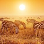 SERENGETI NATIONAL PARK Tour - Practical Insights and Value