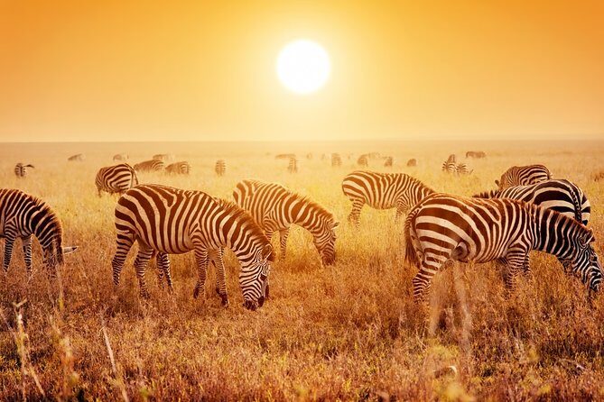 SERENGETI NATIONAL PARK Tour - Practical Insights and Value
