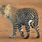 Serengeti & Ngorongoro 3 Days Budget Safari - The Itinerary in Detail