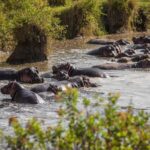 Serengeti & Ngorongoro fly in safari - Day 1: Serengetis Central Region and Sunset Game Drive