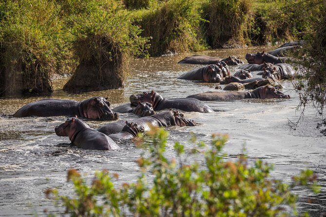 Serengeti & Ngorongoro fly in safari - Day 1: Serengetis Central Region and Sunset Game Drive