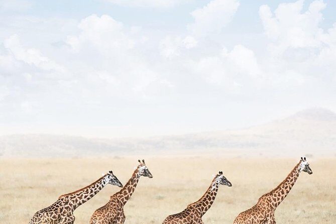 serengeti, ngorongoro & tarangire 5days private tour - Exploring the 5-Day Tanzania Safari Experience