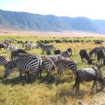 Serengeti Tour  7Days/6 nights (4 stars accommodations) - Day-by-Day Breakdown: What Youll Experience