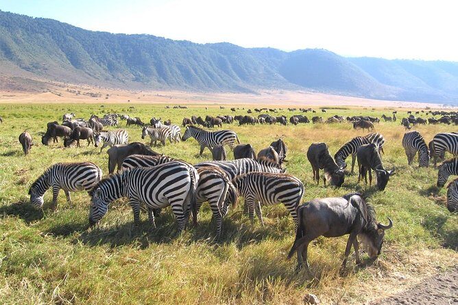Serengeti Tour  7Days/6 nights (4 stars accommodations) - Day-by-Day Breakdown: What Youll Experience