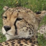 Serengeti Under Canvas - 9 days - The Details of the Itinerary