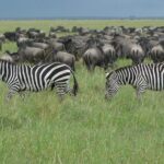 Serengeti Wildebeest Migration. - Serengeti: The Heart of the Wildlife