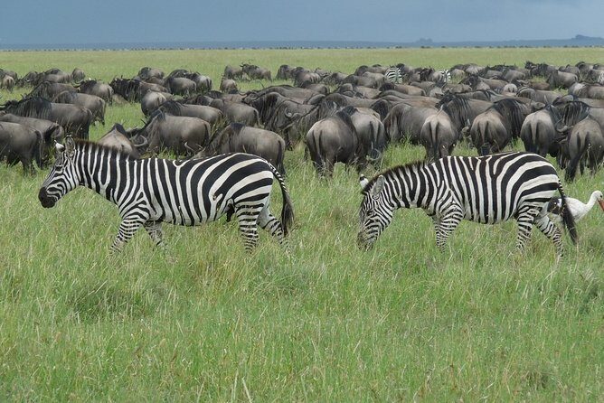 Serengeti Wildebeest Migration. - Serengeti: The Heart of the Wildlife