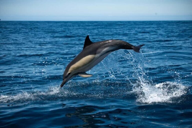 Sesimbra: Arrábida Dolphin and Whale Watching with Biologist - Value and Practicalities
