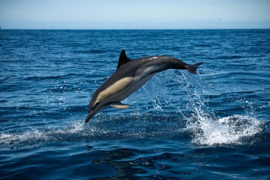 Sesimbra: Arrábida Dolphin and Whale Watching with Biologist - Value and Practicalities