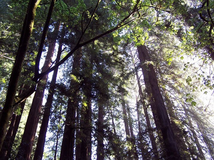SF: Guided Muir Woods Tour & Hop-On Hop-Off Tour (Save 15%) - Who Should Consider This Tour?