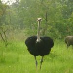 Shai Hills Half Day Accra Safari, Hike & see Animals - Practical Details and Booking Tips