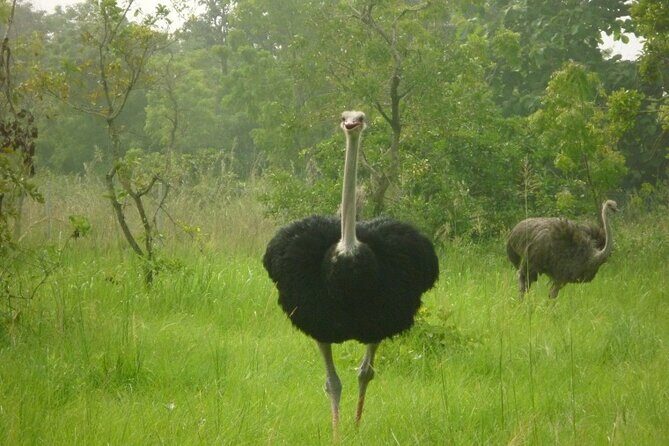 Shai Hills Half Day Accra Safari, Hike & see Animals - Practical Details and Booking Tips