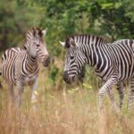 Shai Hills Mini Safari & Akosombo Boat Cruise Tour - What You Can Expect: Detailed Breakdown