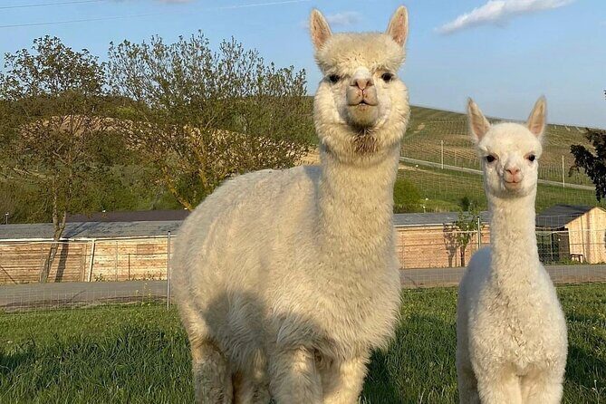 Shamakhi Alpaca Private Tour - Practical Tips for Visitors