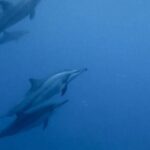 Shared 10 Pax Boat Tour: Dolphin Watching, Snorkelling and BBQ - The Full Experience: A Practical Breakdown
