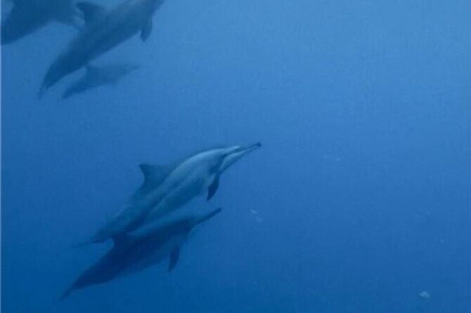 Shared 10 Pax Boat Tour: Dolphin Watching, Snorkelling and BBQ - The Full Experience: A Practical Breakdown