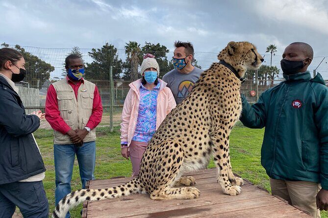 Shared: Cape Winelands, Cheetah Outreach & Kisternbosch Botanical Gardens Tour, - A Closer Look at the Itinerary