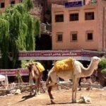 Shared day trip to Ourika - Authentic Experiences We Loved