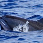 Shared Dolphin Encounter in Mauritius - Practical Details