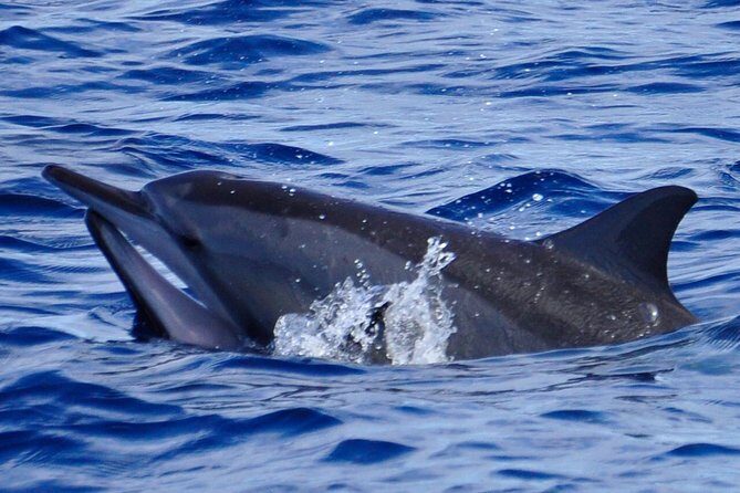 Shared Dolphin Encounter in Mauritius - Practical Details