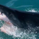 Shark Cage dive in Gansbaai see Bronze & Other, sometimes Great Whites - The Sum Up: Is It Worth It?