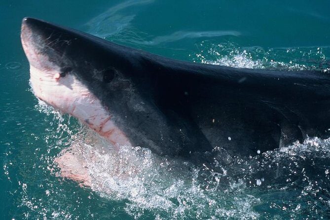 Shark Cage dive in Gansbaai see Bronze & Other, sometimes Great Whites - The Sum Up: Is It Worth It?