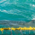 Shark Cage Diving - Is It Worth the Price?
