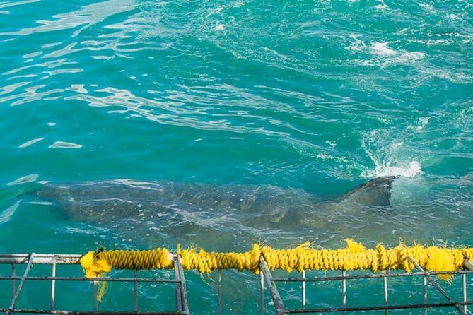 Shark Cage Diving - Is It Worth the Price?