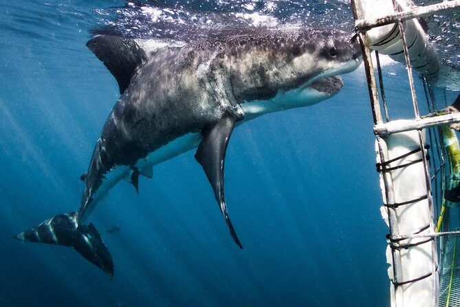 Shark Cage Diving - Adventure Meets Conservation! - A Detailed Look at the Shark Cage Diving Tour