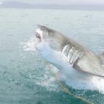 SHARK CAGE DIVING and VIEWING (Self Drive) - The Value for Money