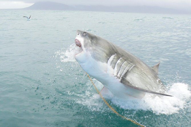 SHARK CAGE DIVING and VIEWING (Self Drive) - The Value for Money