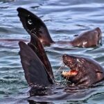 Shark Cage Diving and Viewing with transport from Cape Town - Who Should Consider This Tour?