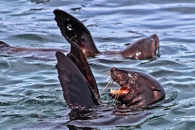 Shark Cage Diving and Viewing with transport from Cape Town - Who Should Consider This Tour?
