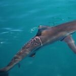 Shark Cage Diving and Viewing with transport from Hermanus - The Practical Side: Pricing, Duration, and Booking
