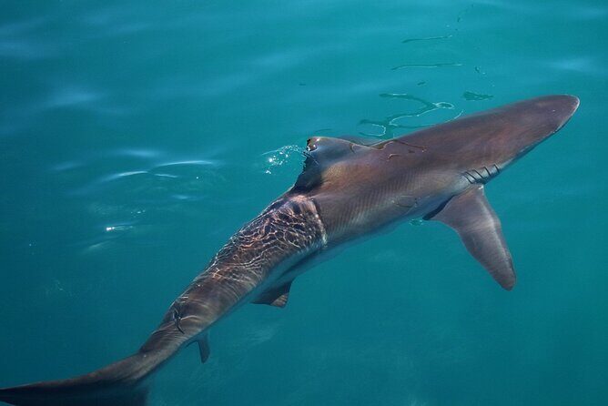 Shark Cage Diving and Viewing with transport from Hermanus - The Practical Side: Pricing, Duration, and Booking