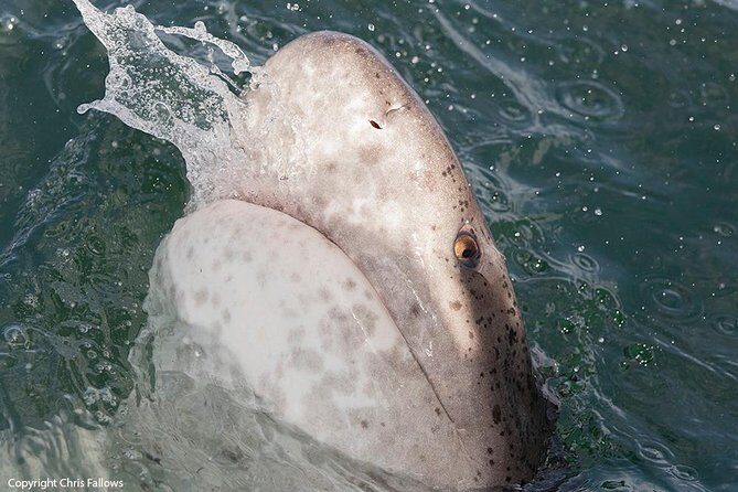Shark Cage Diving Cape Town - The Shark Cage Experience: What You Can Expect