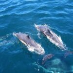 Shark Cage Diving Tour from Cape Town - Practical Details and Tips