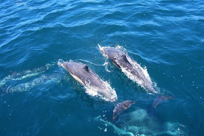 Shark Cage Diving Tour from Cape Town - Practical Details and Tips