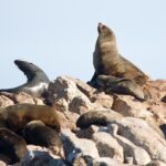 Shark cage diving & viewing tours in Gansbaai - Practical Tips for Your Shark Tour