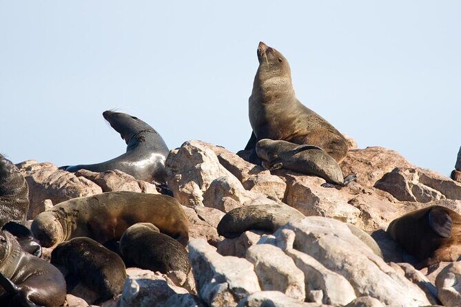 Shark cage diving & viewing tours in Gansbaai - Practical Tips for Your Shark Tour
